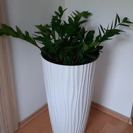 Sandy Prestige Velky Meder